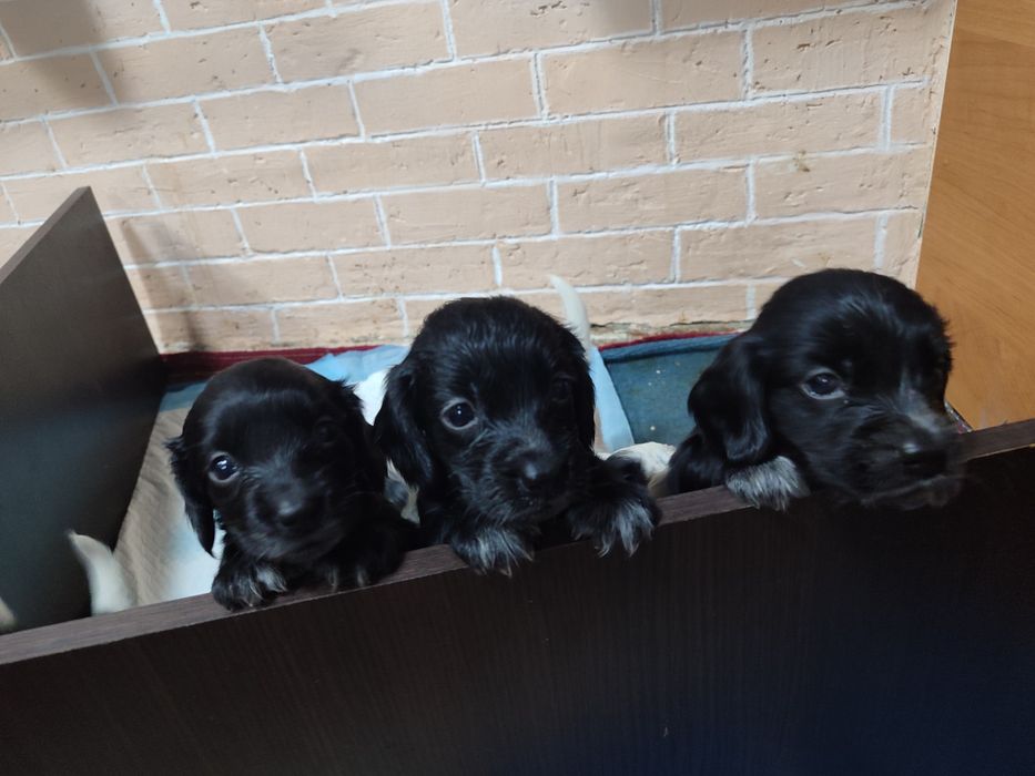 Продам щенят спаниеля