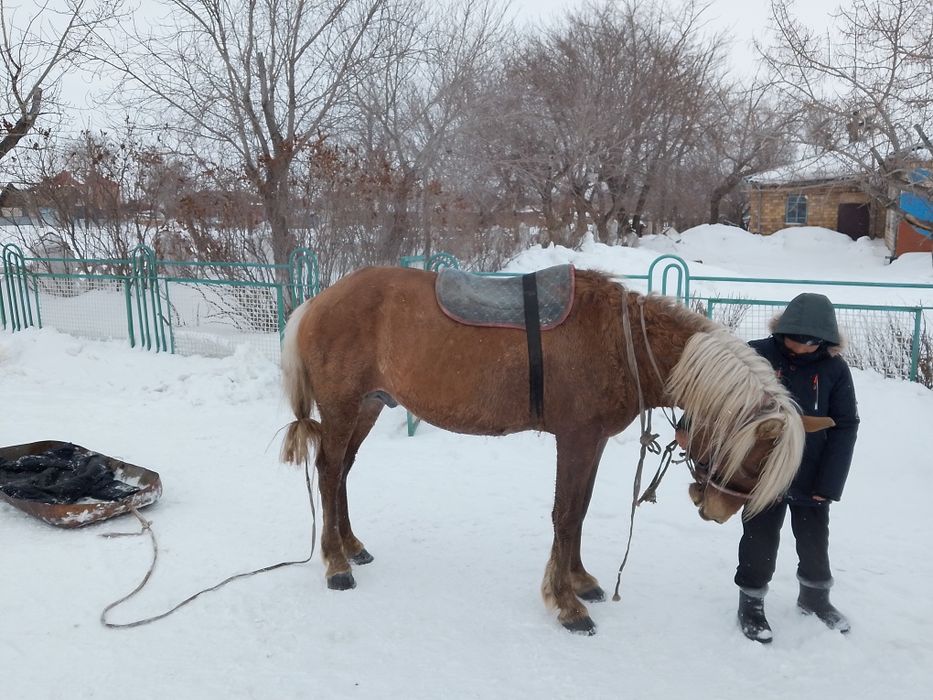 Айғыр сатылады 4 жасар