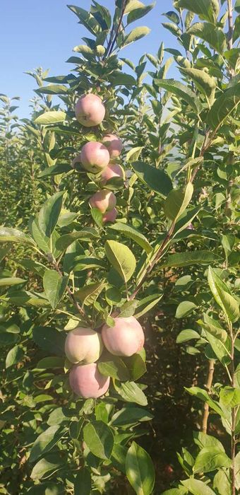 Гилос, Шафтоли, Ўрик, Нок