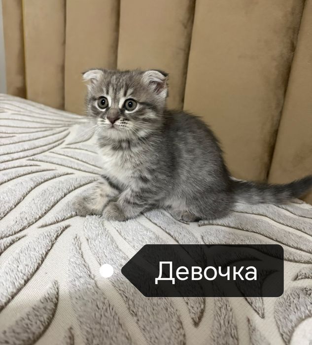 Шотландские котята