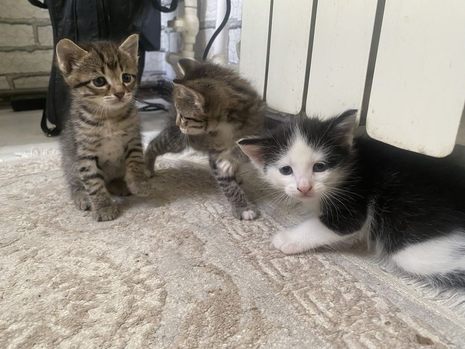 Отдам в добрые руки котят