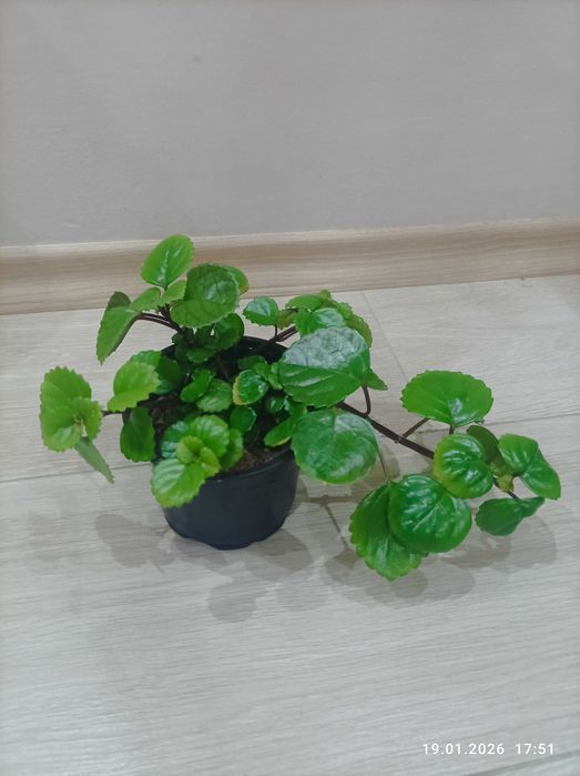 Стайни нецъвтящи растения