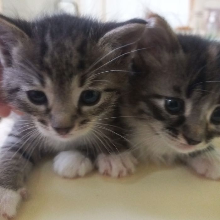 Котята  мальчик и девочка 1 мес