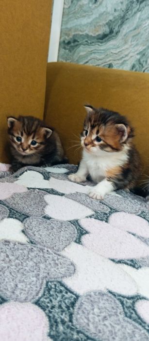 Мейн Кун папа котята
