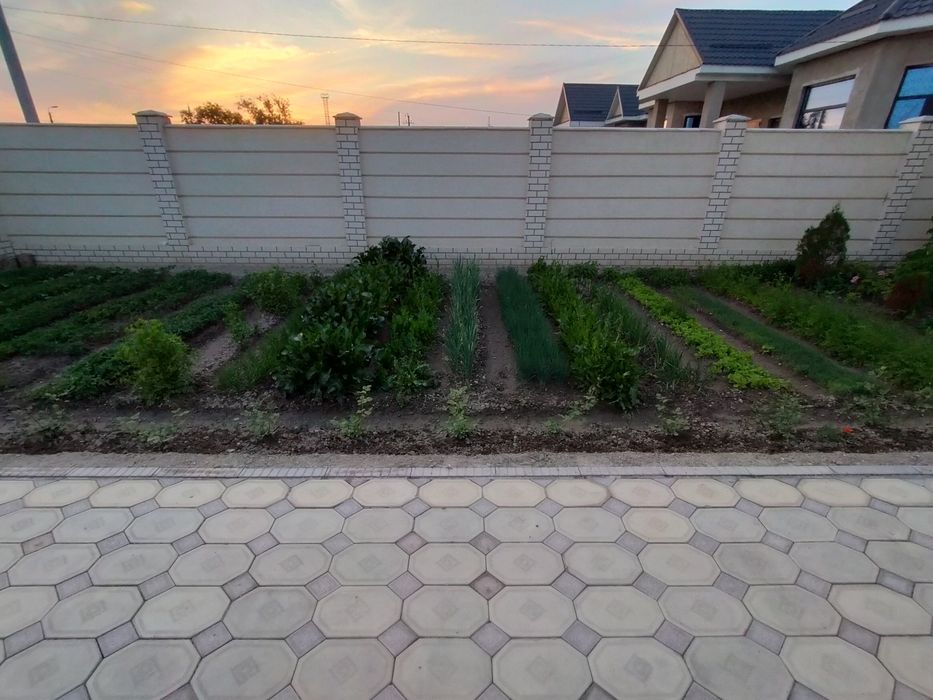 Продам Рассаду..