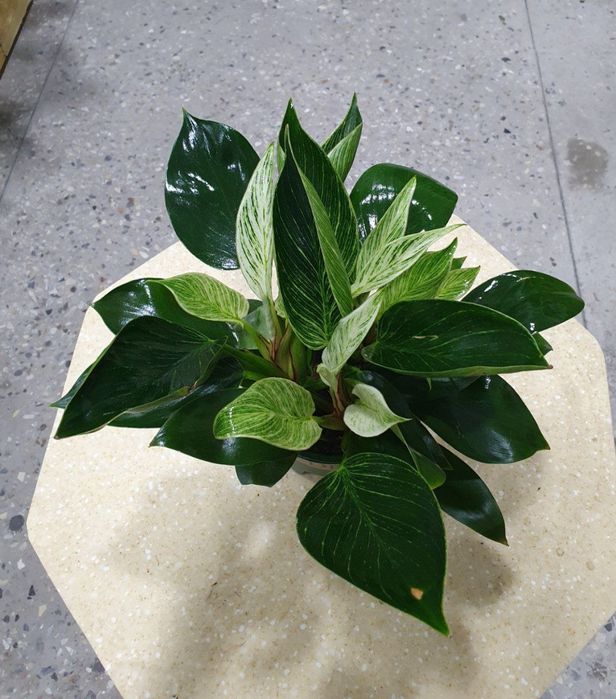 Birkin. Биркин. .