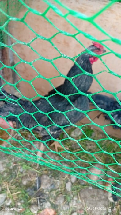 Qora tovuqlar sotiladi