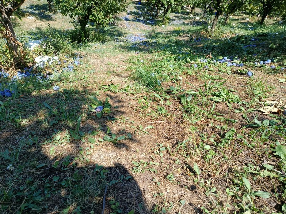 Prune de vânzare