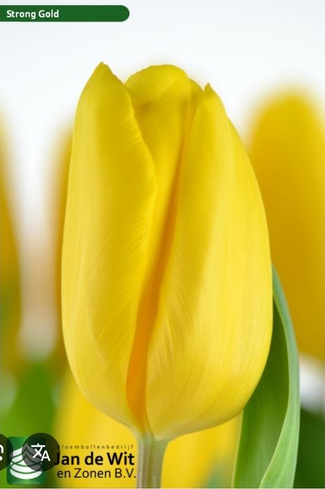 Тюльпаны Оптом  к 8 марта