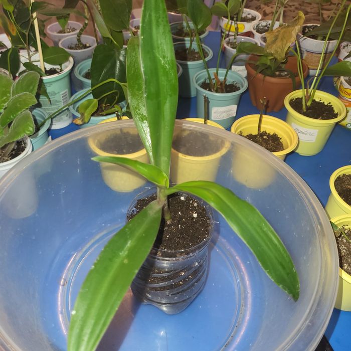 Комнатные растения