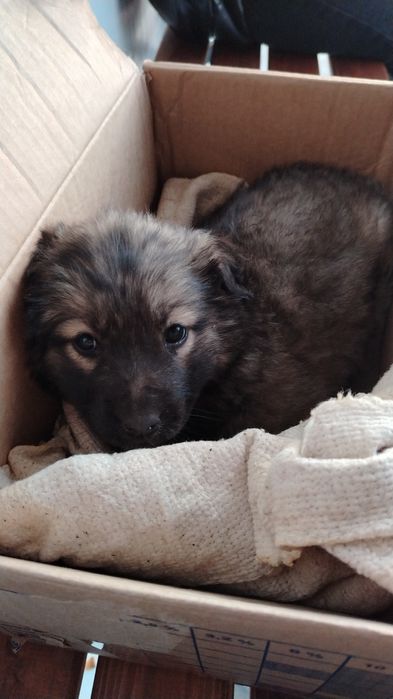 Отдам щенка в добрые руки