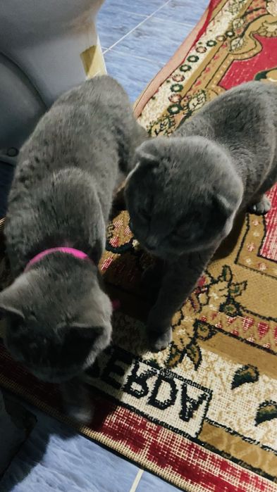 Mushuklar sotilad skotch