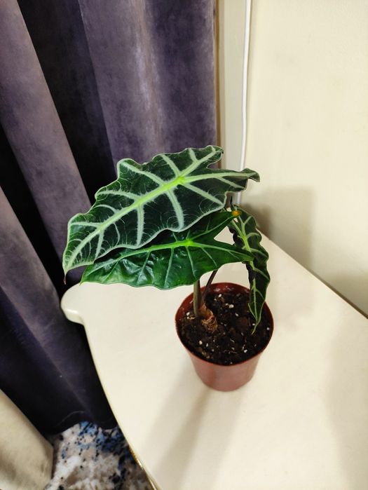 Алоказия полли быстро растет