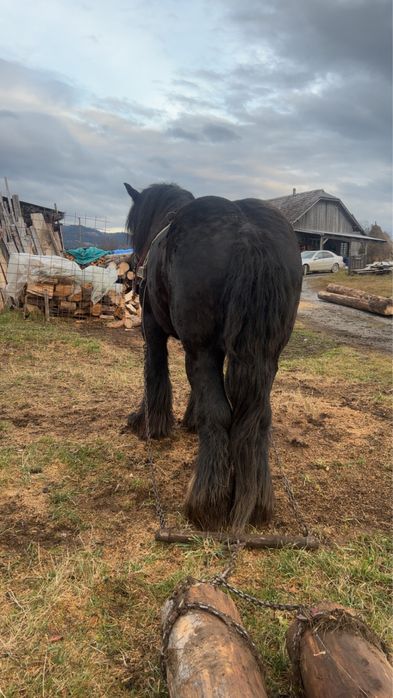 Ofer super armasar pt reproductie din rasa BELGIAN TREKPAARD