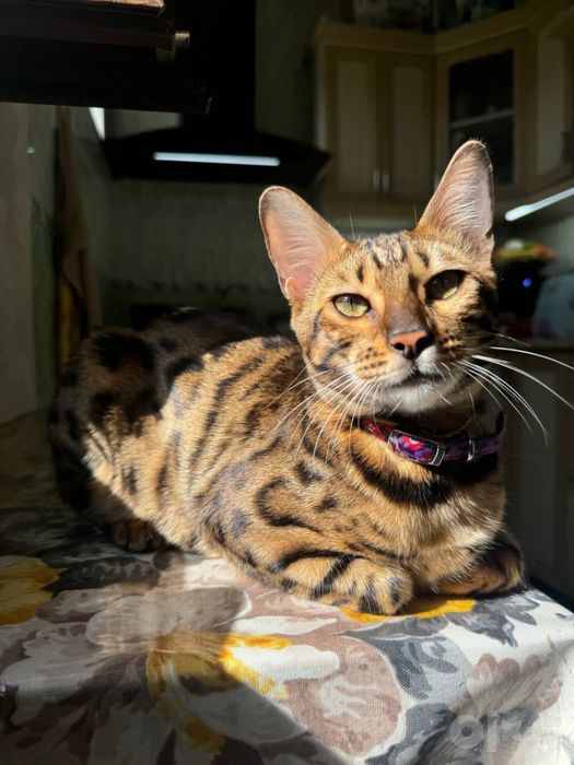 Бенгалская кошка