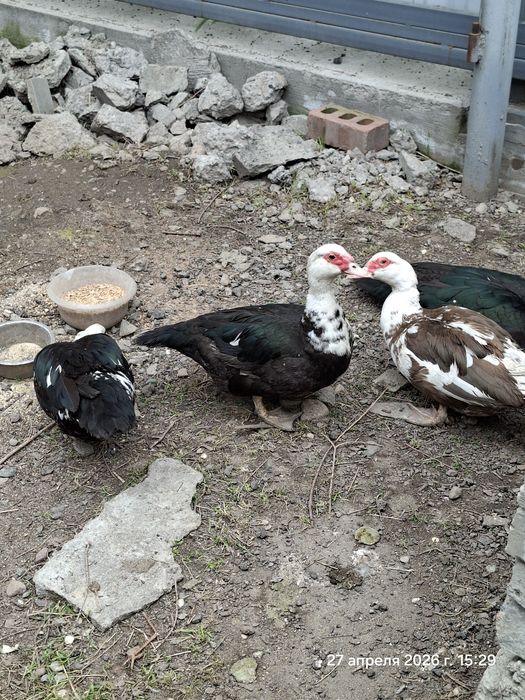 Индоутка (только  утки, самовывоз нет)