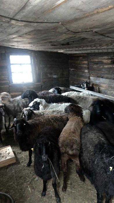 продаю баранов в Караганде