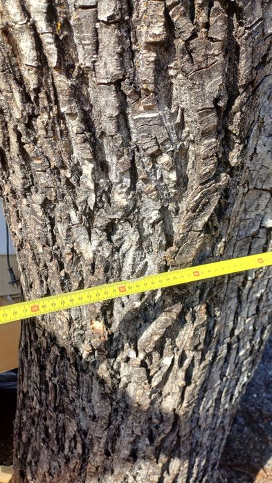 Trunchi nuc cu autorizatie de taiere.