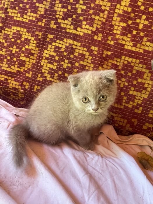 Pisoiași Scottish Fold