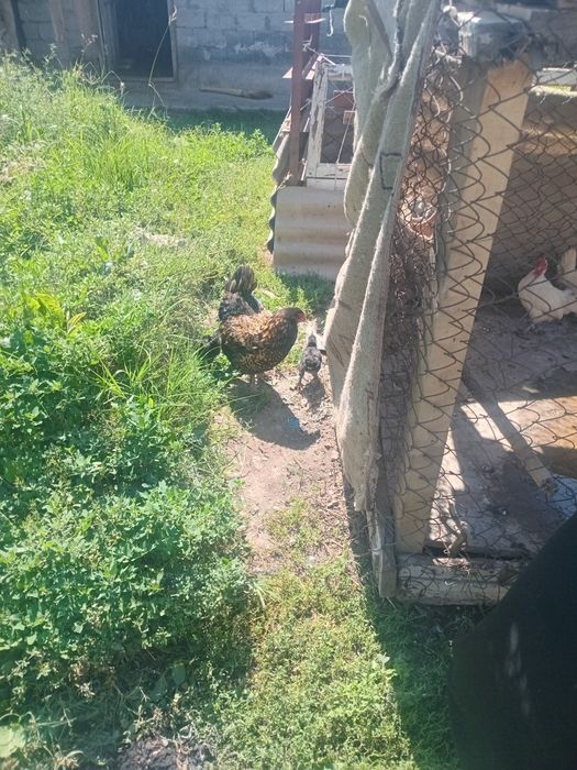 Тауык 2 жожесымен