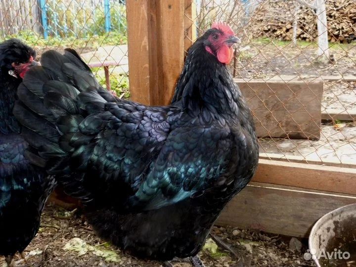 Астролорп румыния ва джерси гигант тухумлари сотилади.