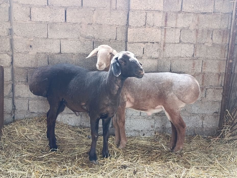 Продаётся баран породистый