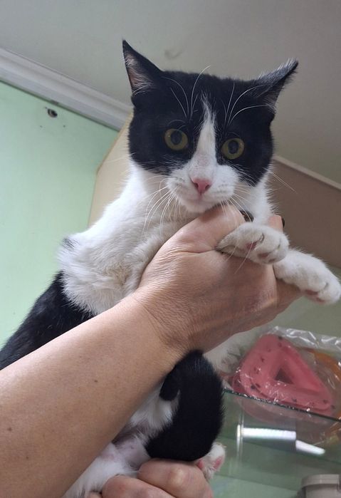 Молодая кошечка в поиске дома