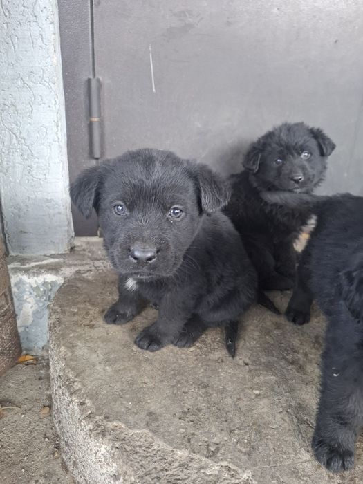 Продам щенков  помесь овчарка и лабродор