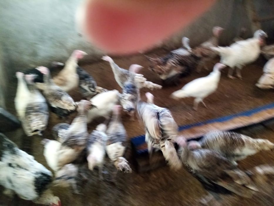 Продам Индюко...