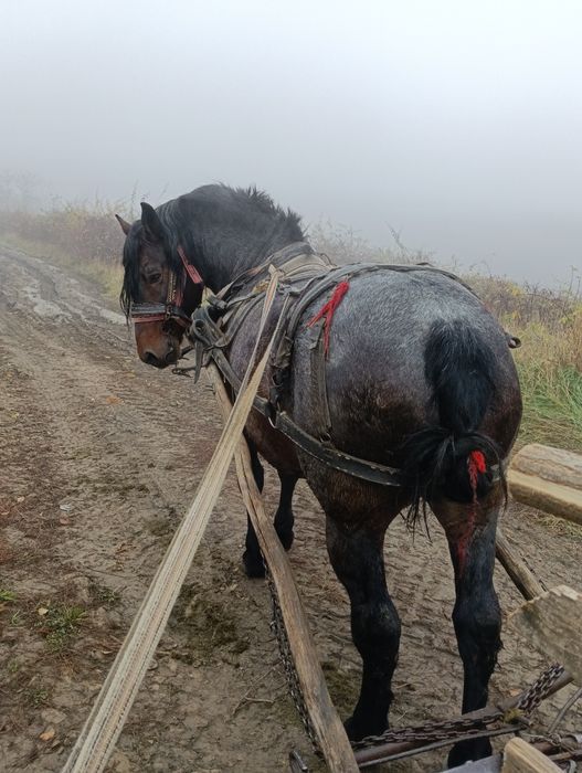 Armăsar de 6 ani judet Cluj
