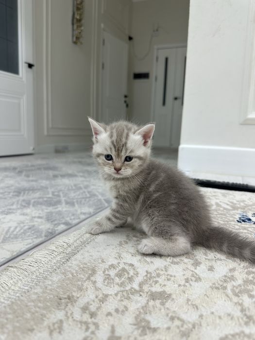 продаётся милые котята пародисты 100k 120k