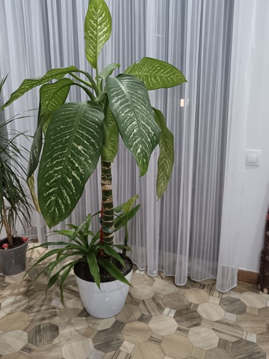 Vând planta dienffenbachia