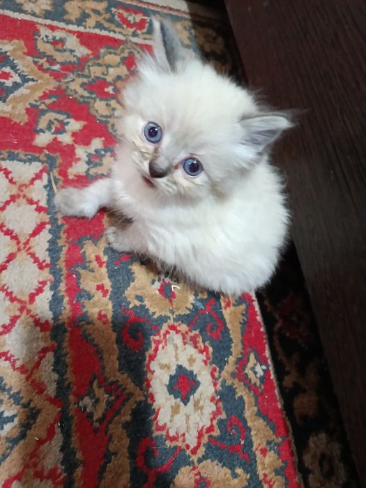 Отдам котят девочки