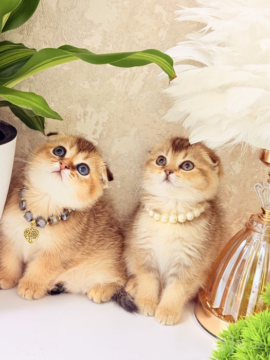 Чистокровные котята