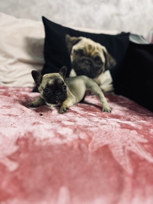 Vand puiut de bulldog francez urget!
