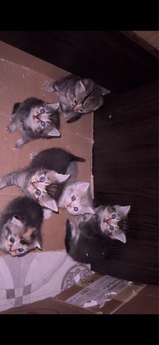 Бронь шотланских котят