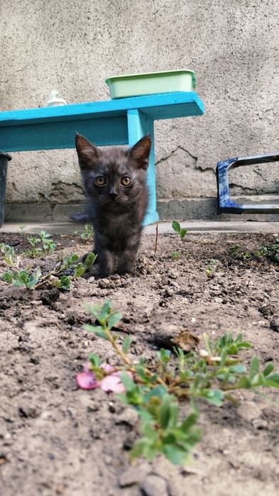Кошки шотландские скотиш чистая порода 2 месяца