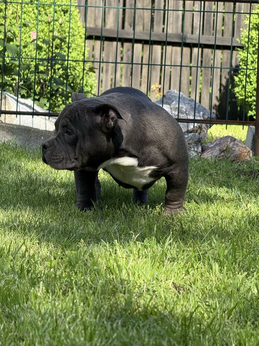 Vand femela american bully pocket