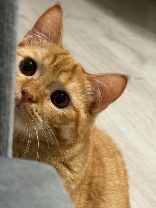 Шотландский котик Лео