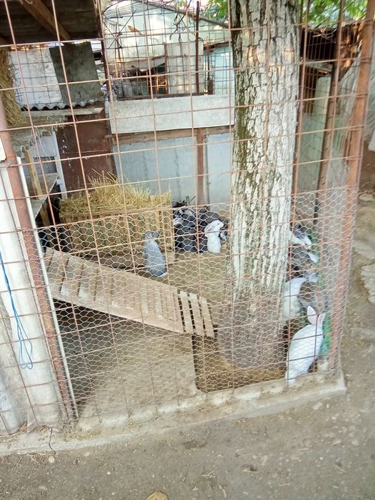 Iepuri de vânzare vîrsta de la  2-3luni 30 lei   9-10 luni   100 lei