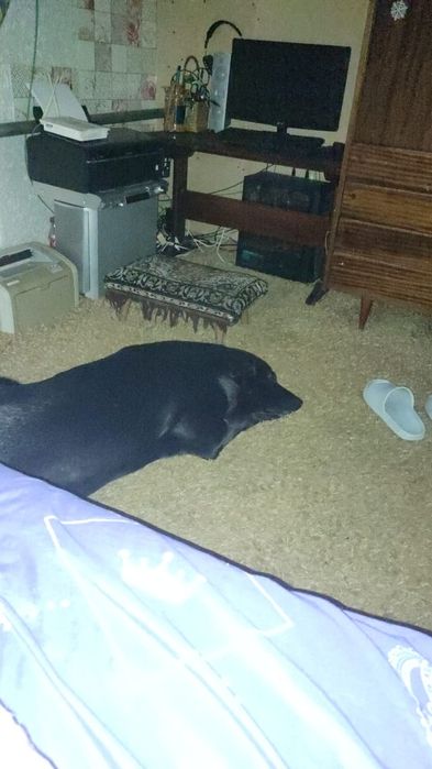 Пропала  собака.