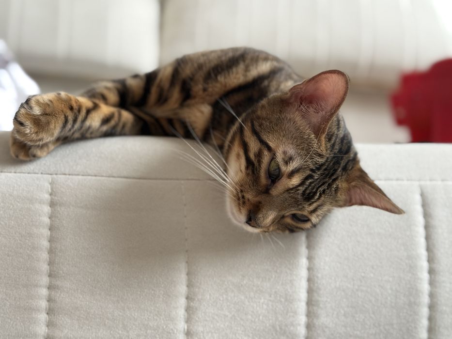 Бенгальская кошка