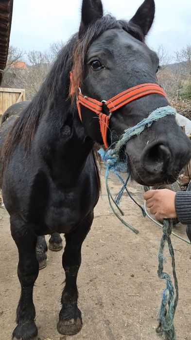 Manz de 2 ani invatat la ham