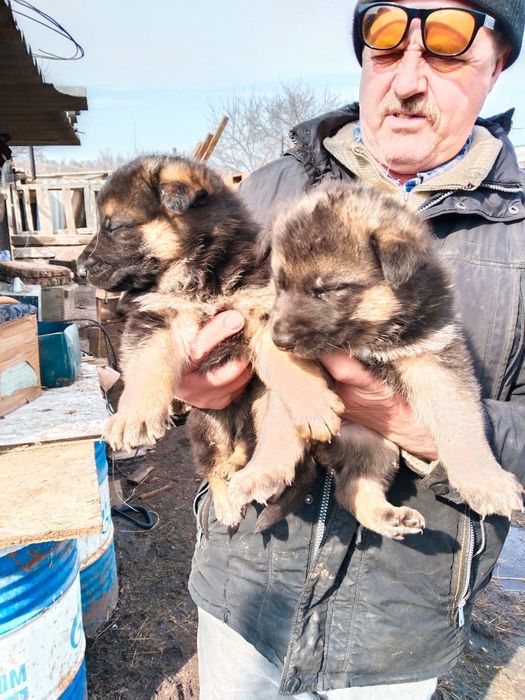 Щенки Овчарки мальчики