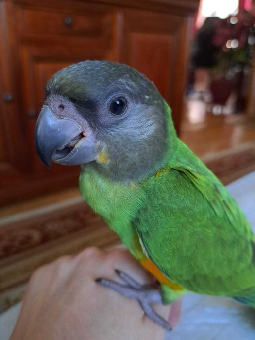 Vând papagal Senegal