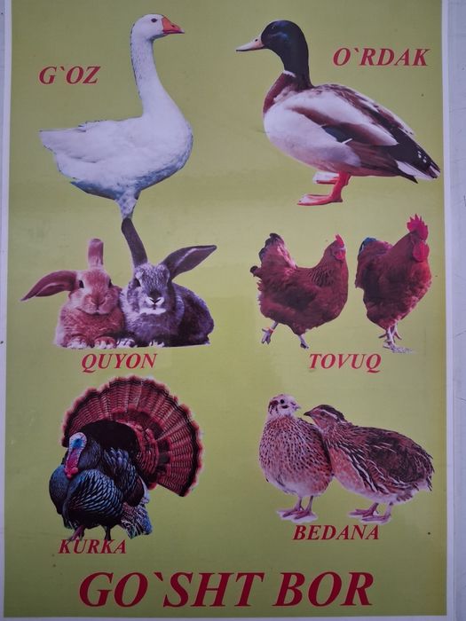 Quyon va joja xoroz gowtlari sotiladi