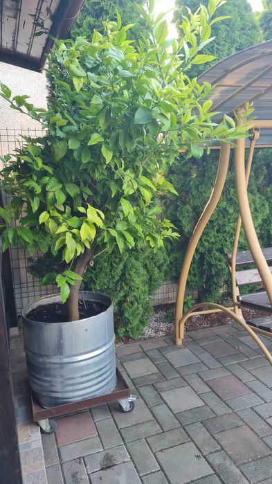 Vand pom fructifer lamai altoit pe rod de 35-40 de ani, in butoi zincat si pe suport din cornier gros pe roti pentru mobilitate