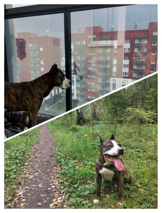 Питбуль на вязку