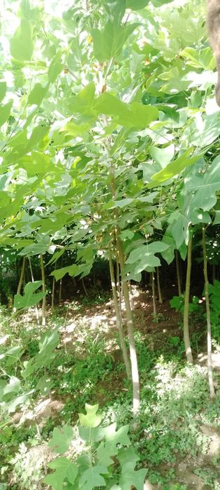 Лола дарахти сотилади