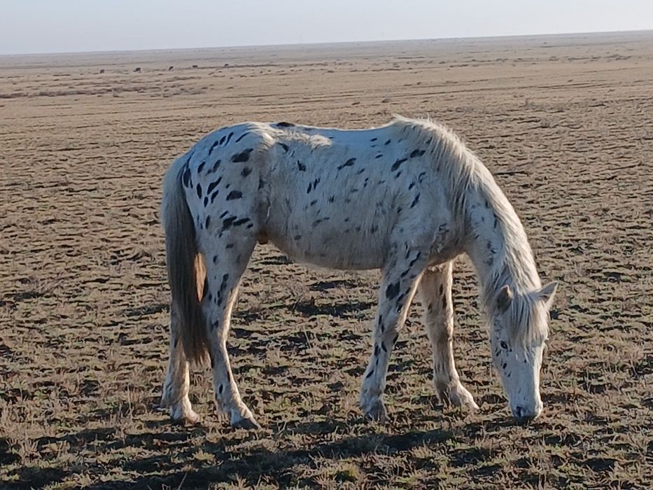 Кунан шубар,2 года